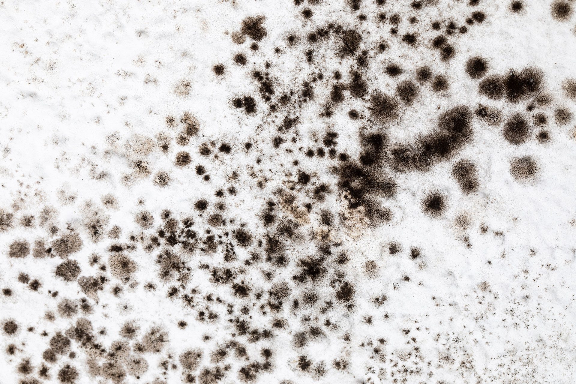 Hidden Dangers: Uncovering Mold in Your Home and Business